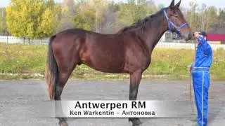 ANTWERPEN RM (Ken Warkentin - Антоновка) 2014 года рождения