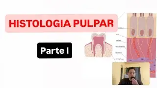 Histológia de la pulpa - parte 1. Componentes y zonas topográficas