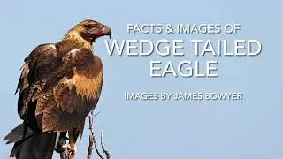 Images photo Slideshow Wedged-tail Eagle bird between Farina Station & Marree, South Australia 