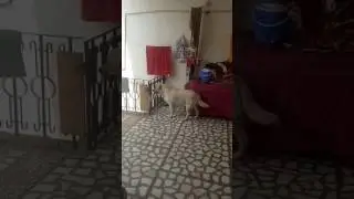 My Dog waiting for  my MOM