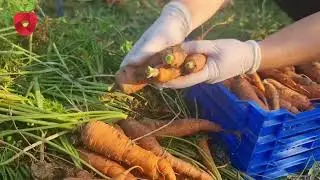 Как хранить морковь? Это лучший способ сохранить его свежим всю зиму!