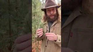 Essbare & hilfreiche Wildpflanzen: Kieferngewächse