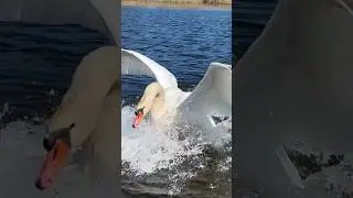 Очередной бит от папы лебедя. #лебедь #swan #милоевидео #лебеди #мило #друг #love #swans #полетели
