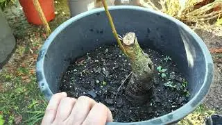 Paseo improvisado por Centro de Jardineria Aragon (17/09/2022)