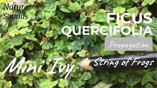 String of Frogs, Ficus quercifolia, aka &ldquo;Mini Ivy&rdquo; have Tiniest of Tiny Leaves, Dec2021