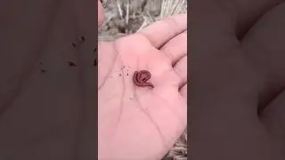 small millipedes walk quickly #animals #nature #scary #millipede #shorts