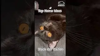 Top name ideas for a black cat! #viralshorts #catlovers #catnames