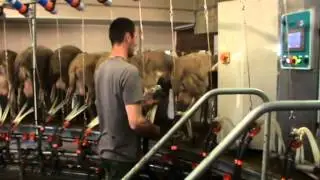 Vidéo roto brebis 54 postes