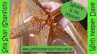 Sea Star (starfish) 5 Fun Facts with Keeper Dave. Discovering with Keeper Dave.