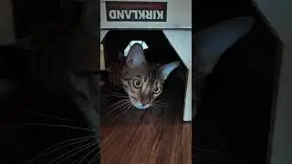 Morty vs. The String - Sneak Attack Inside the Box! 😼📦