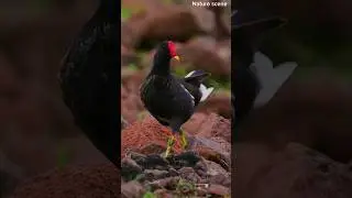 The Wild Birds #wildlife4k #pauldinning #4kwildlife #amazon4k #animalworld4k #amazonprime #wildlife