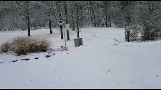 Winterblues am Schwarzen Mann - Bailey in Aktion