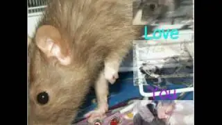 Mozely R.I.P '