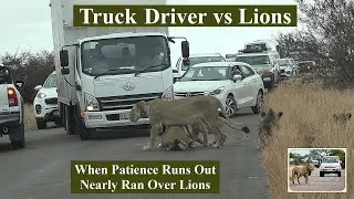 Reckless Truck Driver Scares Lions Off the Road in Kruger National Park