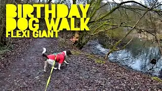 Birthday Dog Walk In FULL / Boarshaw Clough Jan Winter 2026 / FLEXI GIANT English Springer Spaniel