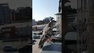 Wood pigeon fighting for seeds with two pigeons-White Mark