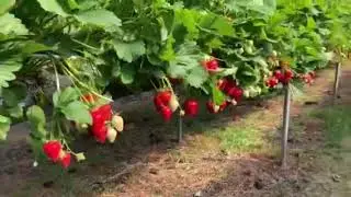 Strawberry gutters tabletops and polytunnels