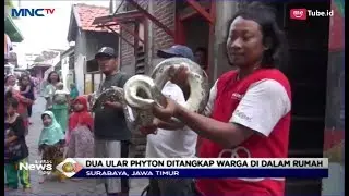 Warga Surabaya Tangkap Dua Ular Piton dari Atap dan Dapur Rumah - LIP 03/04