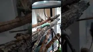 Veiled Chameleon eating Hornworm