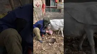Big goat milk push #viralvideo #milk #animals #goat