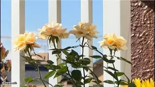 Balcony Rose Flower Garden in a Tiny Space January Gardening 👩&zwj;🌾 