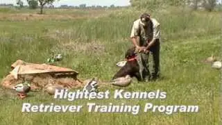 Hightest Kennels 3 Month Gun Dog Training Program