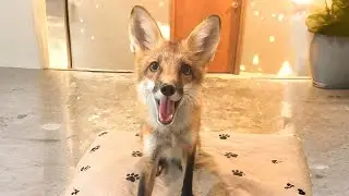 This Fox Found a Best Friend&hellip; A Dog Who Became Her Family