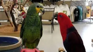 Kung fu birds