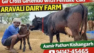 Gir Cross Girlendo Cow with Female Calf | Aravali Dairy Farm Kishangarh | Aamir Pathan 94147-45465