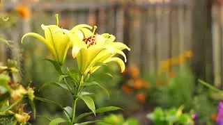 Honey Flowers - Armand Centelles - New Age Music - Birdy Records
