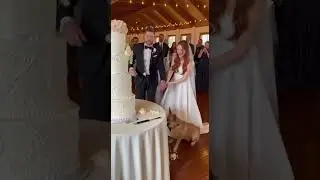 Dog eats the wedding cake before the cut 😂 #viral #wedding #dog