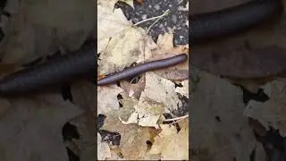 American Giant Millipede - Big Insect