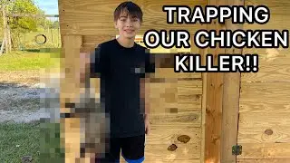 Trapping our chicken killer!