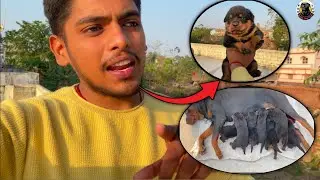 इस video के बाद हर कोई Dog breeding करना चाहे गा ||🔥🐶 #enterdogclub