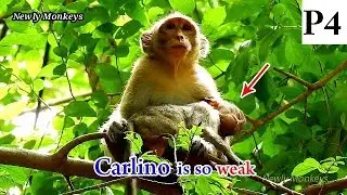 So worry about Carlino condition, Why Carlino so tired like that, Mili so worry about Carlino