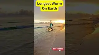 Longest worm on earth #shorts #fact #longestwormonearth