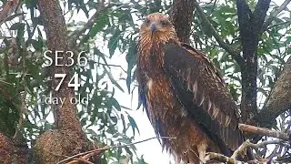 #341🦅SE35🐥75&deg; & SE36🐥74&deg;／Sea Eagle Nest 2025🇦🇺Sydney Olympic Park／Powerd by Sea-EagleCAM4