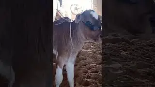 meri pyari gay ki pyari si betiyan Ganga #village #sort #trending #ramadanvlog #gay#shorts #ganga#