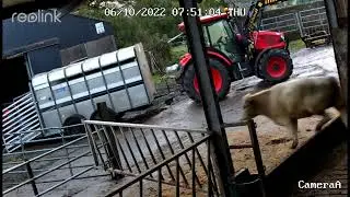Loading Cattle into Ifor Williams trailer pulled by Zetor Proxima