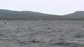 Orca - J-Pod - (Killer Whale) giving us a show
