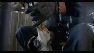 Labour Under Pressure to Ban Foie Gras Imports Amid Feline Furore