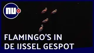 Drone filmt flamingo's in IJssel bij Zwolle | NU.nl