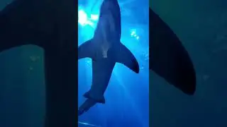 SHARKS on the PROWL for your LOCAL DISCOVERY!
