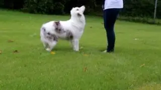 Deaf Dog Training: Stay