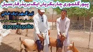 top class barbari galmori bareed rahim yar khan only Azad goat from📞 03017613533