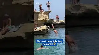 Dog dives from cliff like a pro