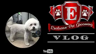Kiki a Bichon Frise  just got a deluxe grooming.