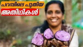 പറമ്പിലെ പുതിയ അതിഥികൾ | കരിയിഞ്ചി കരിമഞ്ഞൾ നീലകാച്ചിൽ  വിളവെടുപ്പ് | Mini's Lifestyle