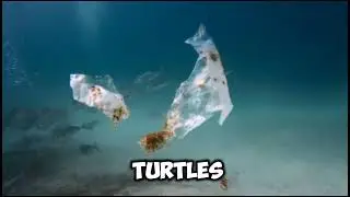 wrapped gifts of the ocean : the catastrophe. 