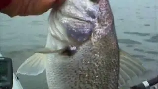 Croaker Saved the Day - Chesapeake Bay Fishing Jun 25, 2011